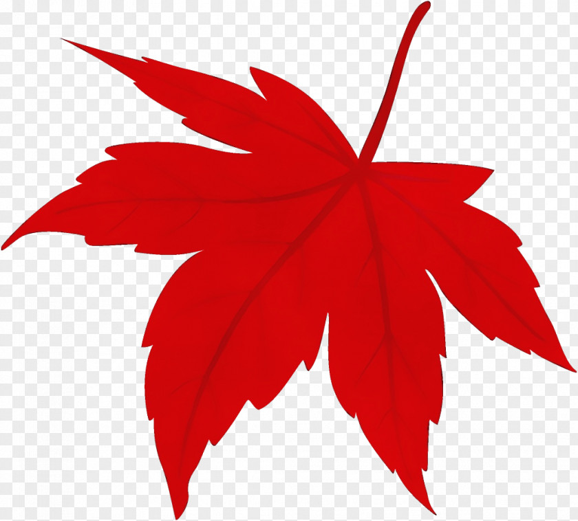 Maple Black Leaf PNG