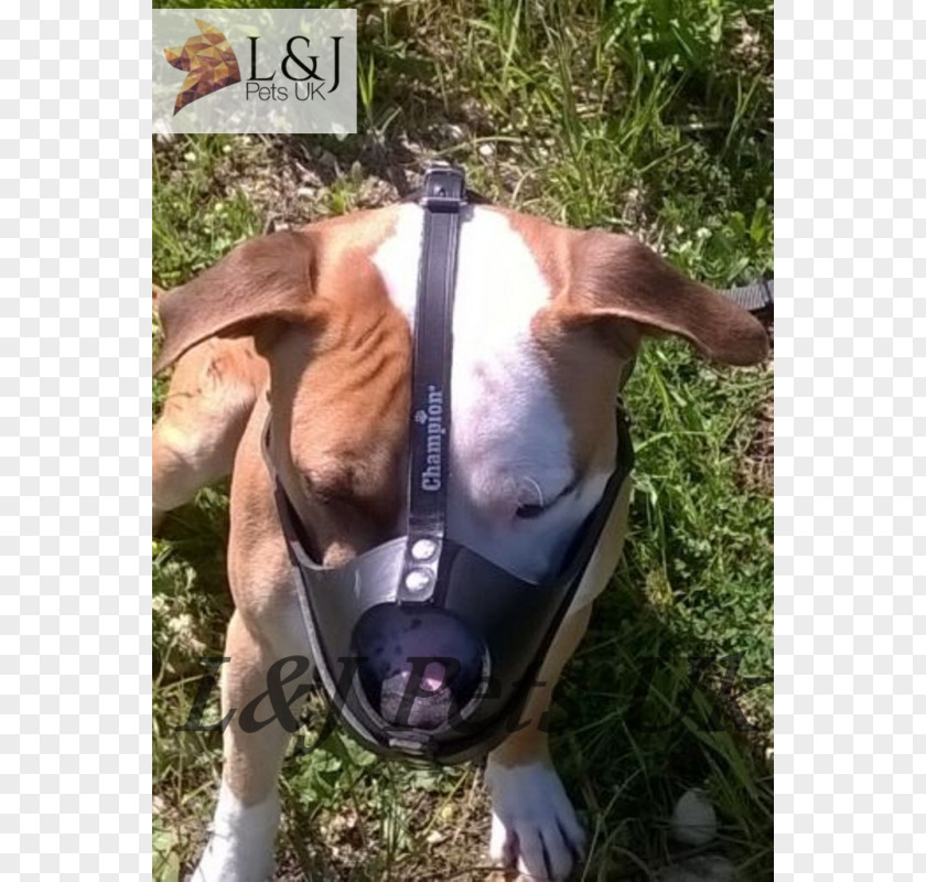 Muzzle Dog Breed American Staffordshire Terrier Snout Length PNG