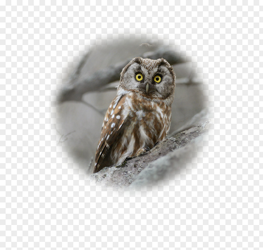 Owl Great Grey Close-up Beak PNG