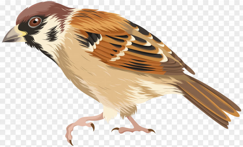 Sparrow House Bird Parrot PNG
