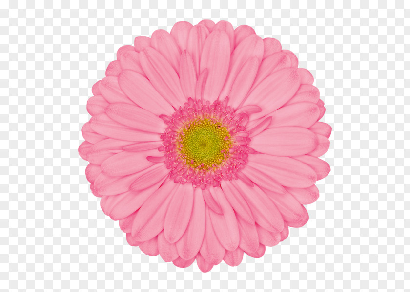 Flower Transvaal Daisy Pink Common Stock Photography PNG