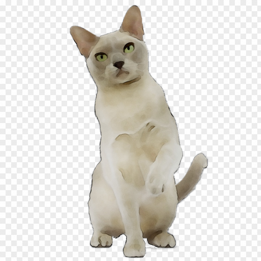Japanese Bobtail American Wirehair Tonkinese Cat Domestic Short-haired Myanmar PNG