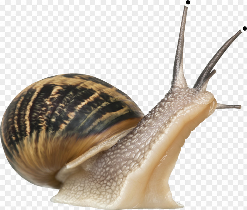 Snails Snail Slime Gastropods PNG