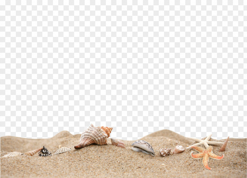 Beach Sand Material Curriculum Vitae Document File Format Icon PNG