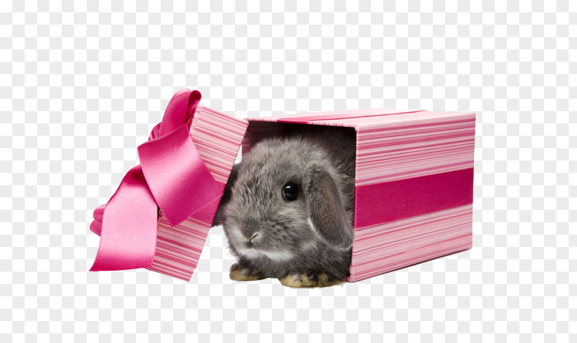 Bunnies Gift The Little Rabbit Pet PNG