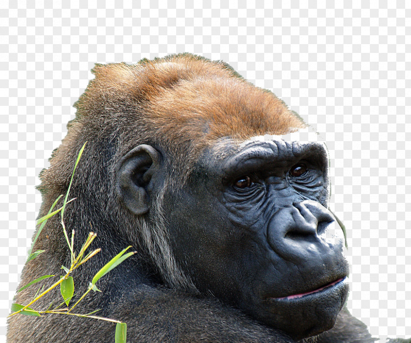 Common Chimpanzee Western Gorilla Lowland Ape Animal PNG