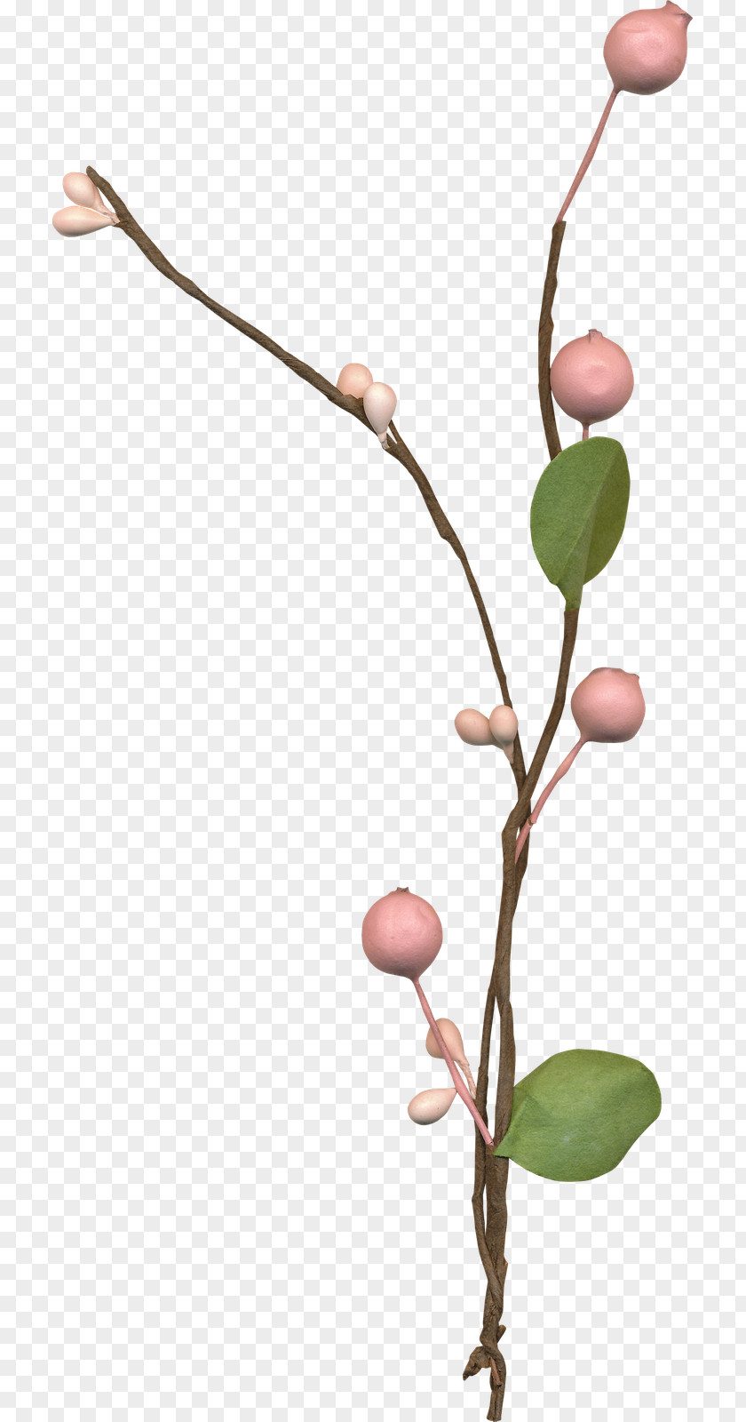 Flower Image Design Clip Art PNG