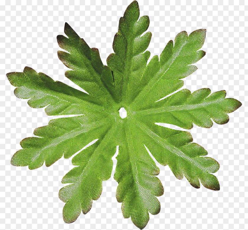 Leaf Tree PNG