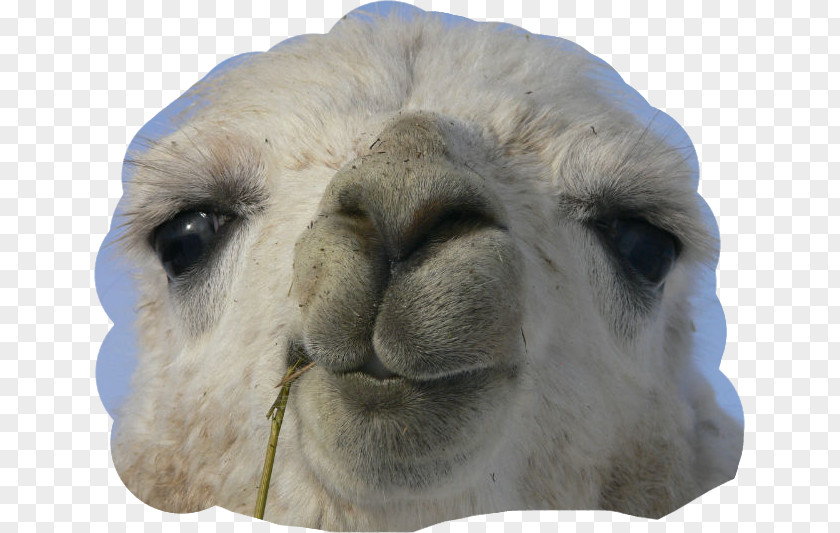 LLAMA Guard Llama Working Animal Alpaca Birthday PNG