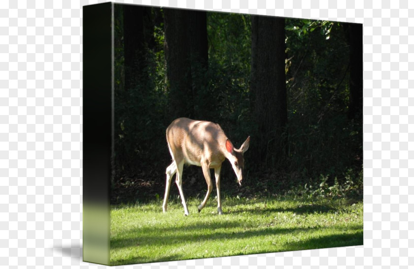 Reindeer White-tailed Deer Meadow Fauna PNG