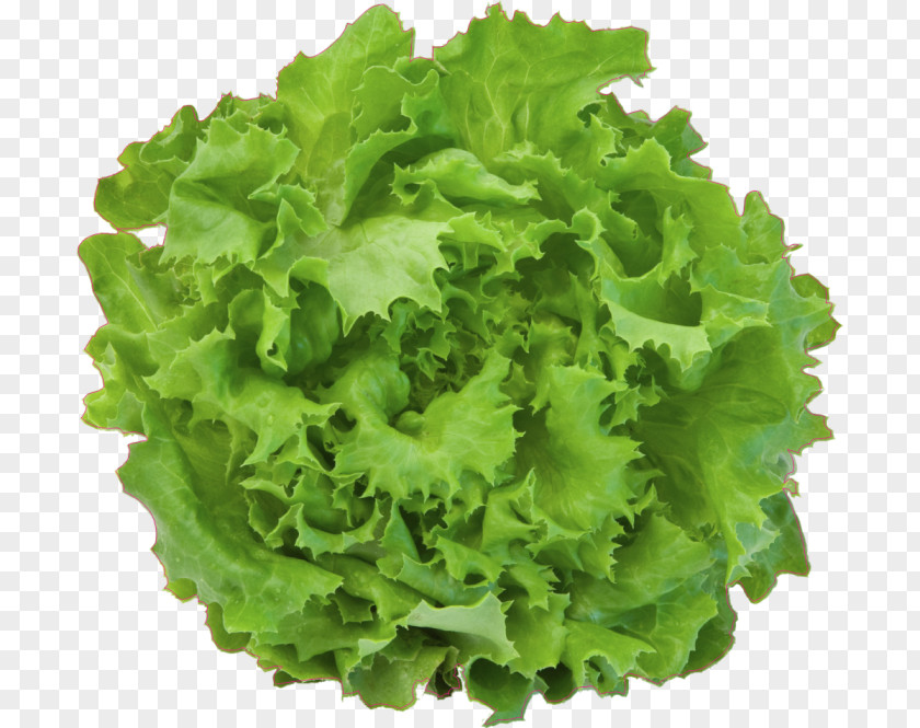 Salad Iceberg Lettuce Leaf Vegetable PNG