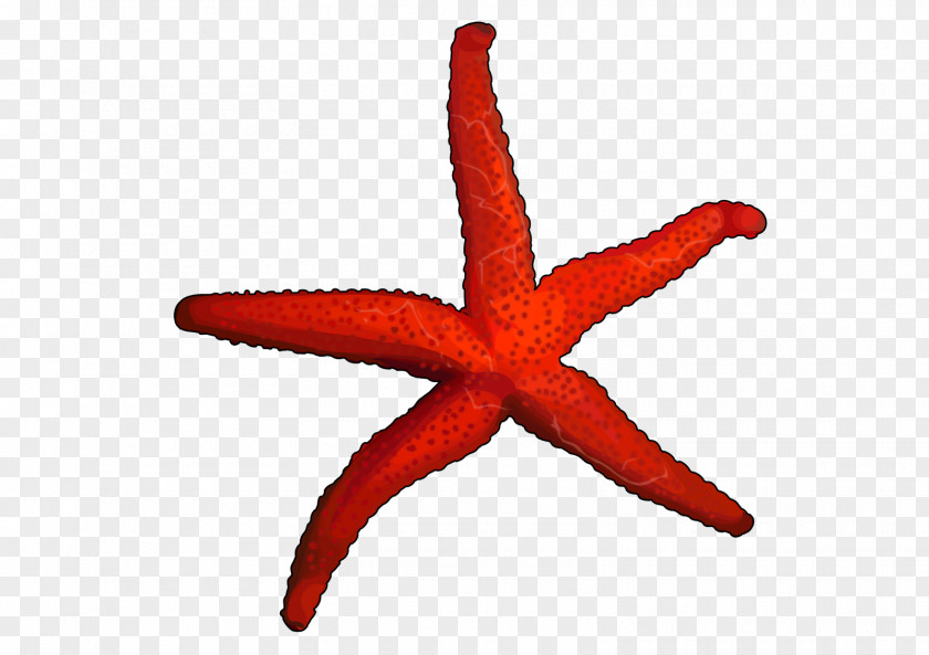 Starfish Jellyfish Echinoderm Invertebrate PNG