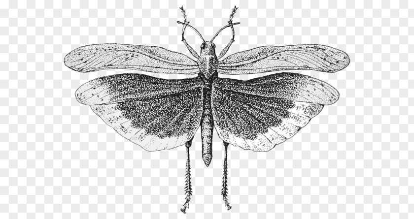 Insect Wing Locust Clip Art PNG