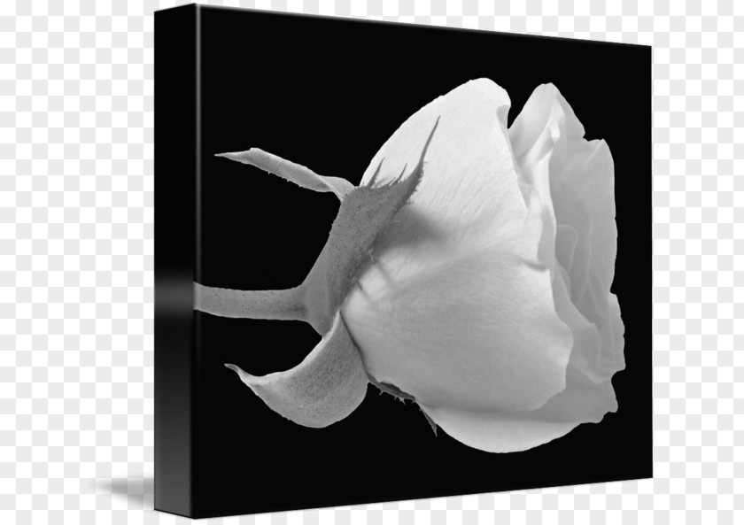 Rose Black And White Family Photography PNG