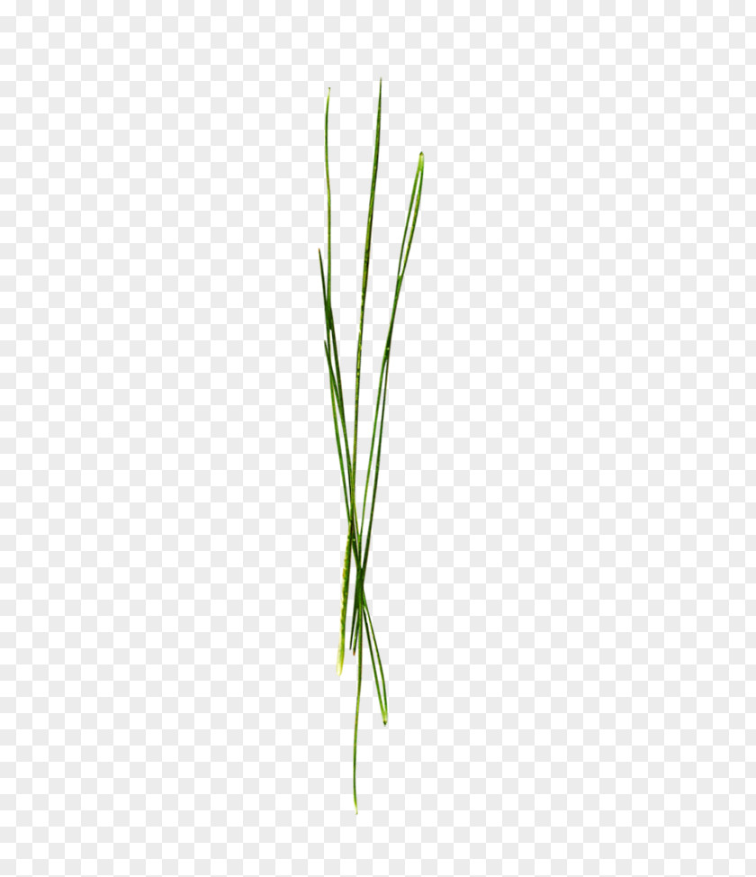 Strenuous Grass Leaf Grasses Green Plant Stem PNG
