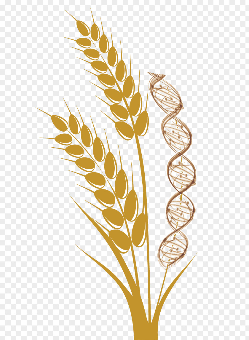 Wheat Emmer Common Cereal Ear Harvest PNG