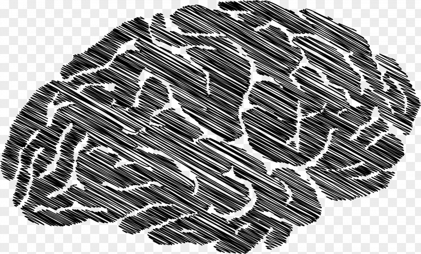 13 Lobes Of The Brain Clip Art PNG