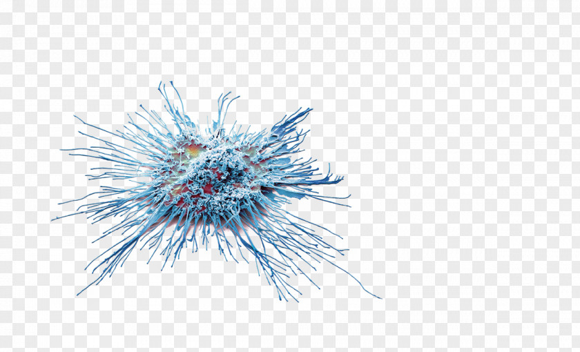 Blossem Dendritic Cell Immunotherapy Cancer Allergopharma GmbH & Co. KG Skin PNG