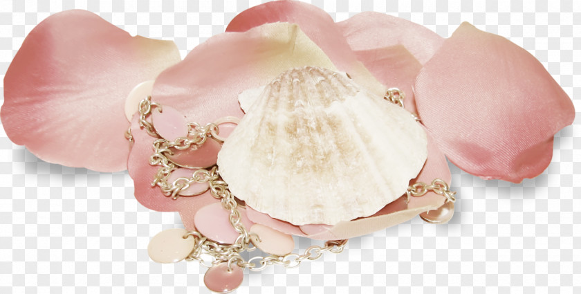 Coquillage Peach PNG