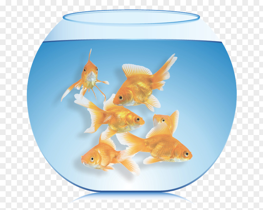 Fish Goldfish Aquarium Feeder Burton’s Total Pet PNG