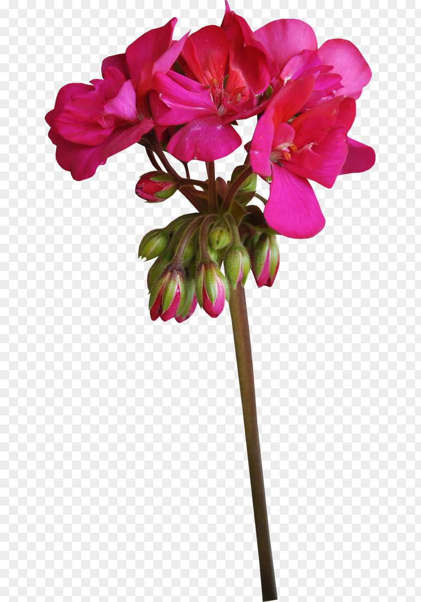 Flower Cut Flowers Crane's-bill Plant Geraniums PNG