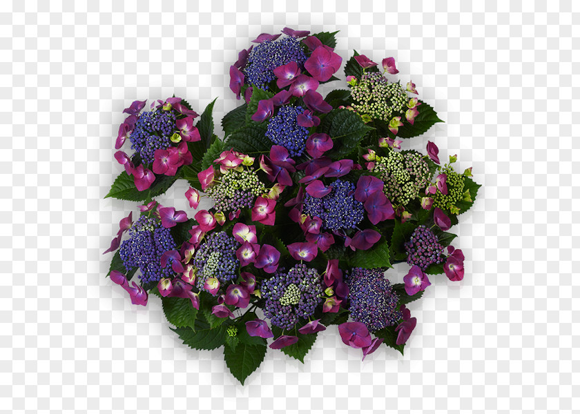 Hortensia Violet Purple Flower Blue Reinerink Bloemen En Planten Tubbergen PNG