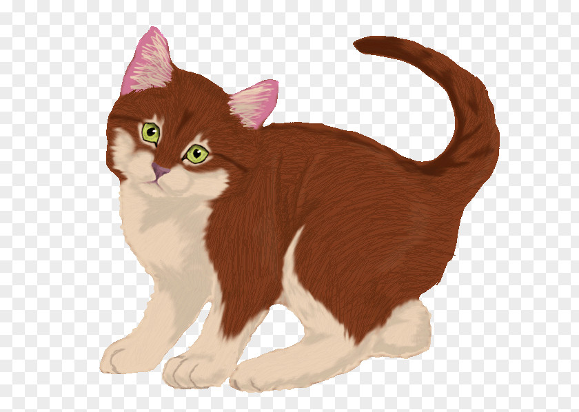 Kitten American Wirehair Manx Cat European Shorthair Whiskers PNG