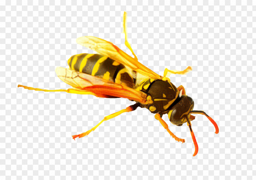 Netwinged Insects Fly Bee Cartoon PNG