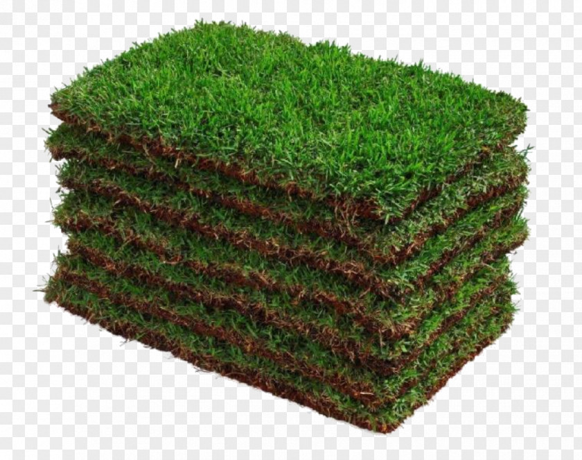 Zoysia Japonica Sowing Square Meter Price Seed PNG