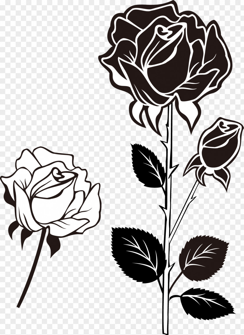 Black And White Roses Beach Rose Photography PNG