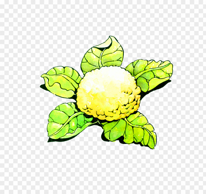 Cauliflower Cartoon Vegetable Illustration PNG