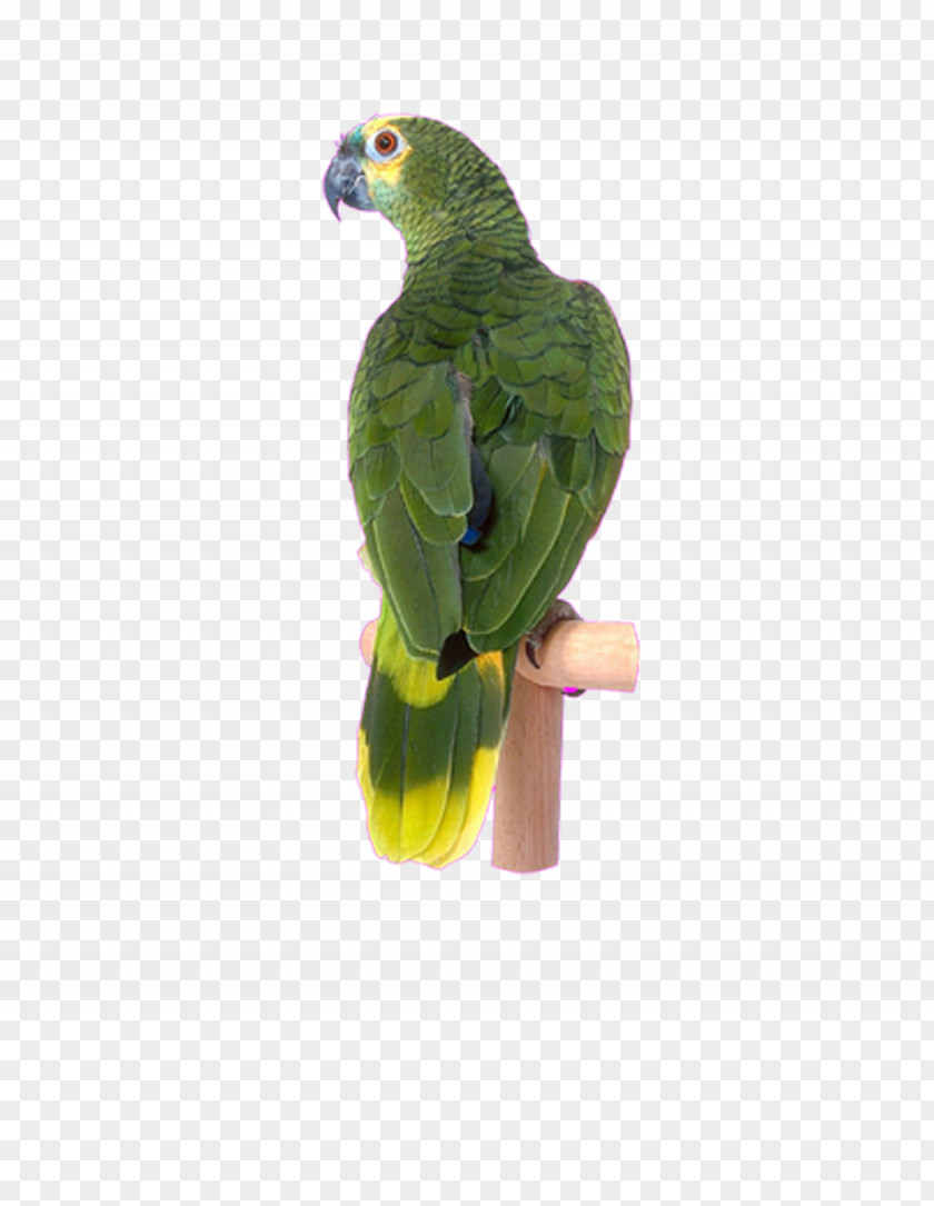 Hand-painted Parrot Lovebird Cockatoo Parakeet Raster Graphics PNG