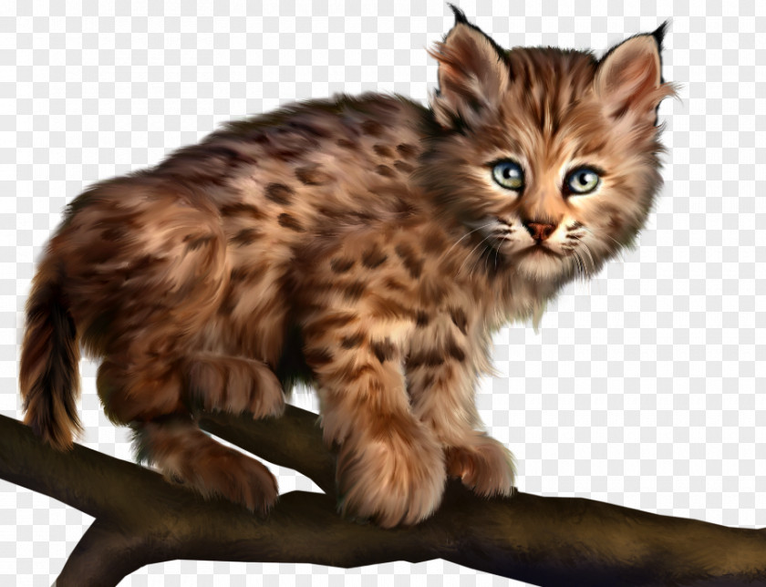 Kitten Felidae Cat Animal PNG