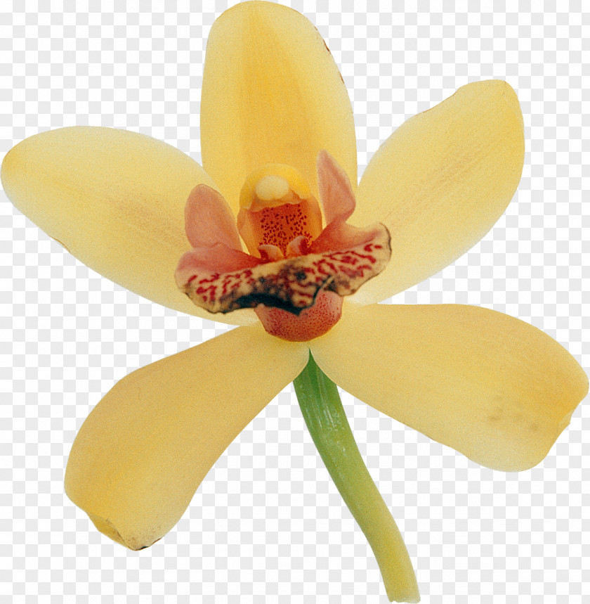 Orchid Moth Orchids Flowering Plant Petal PNG