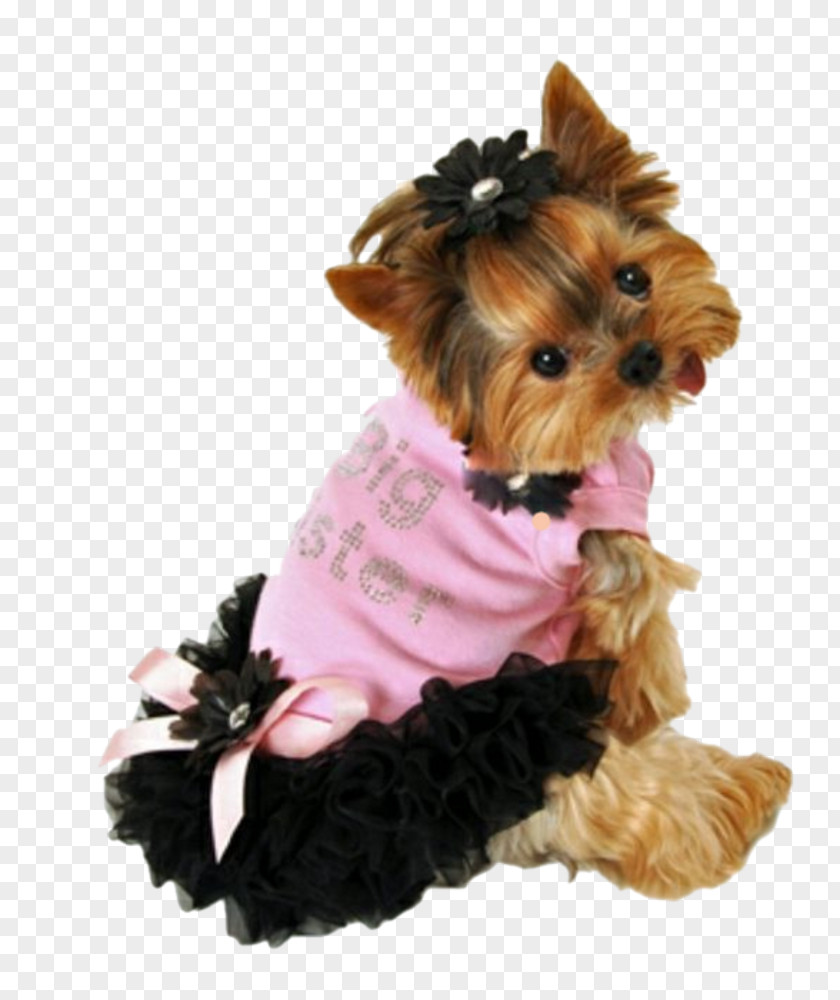 Puppy Yorkshire Terrier Chihuahua Pug Clothing PNG