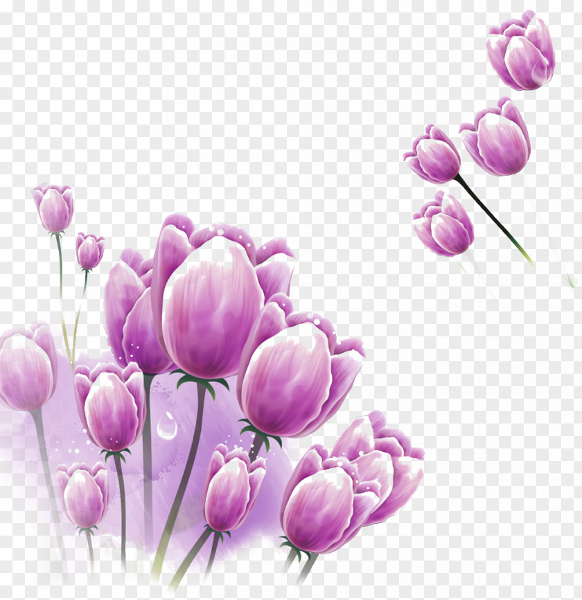 Purple Tulip Picture Material Wallpaper PNG