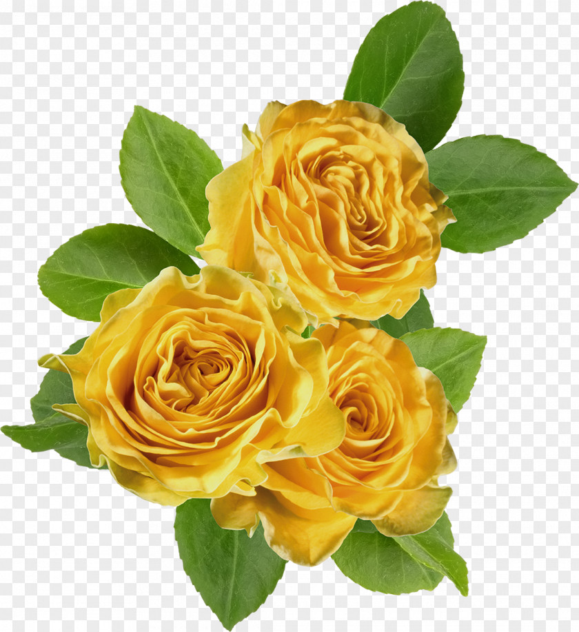 Rose Garden Roses Flower Clip Art PNG