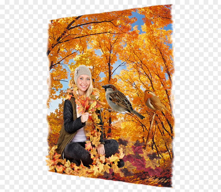 Tree Bigtooth Maple Autumn Leaf Color Grove PNG