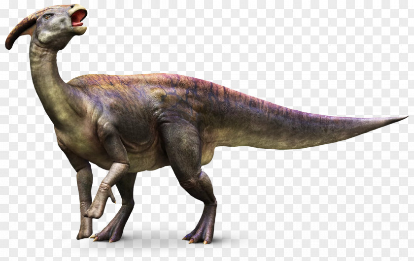 Troodon Parasaurolophus Dinosaur Hadrosauridae The Field Museum PNG