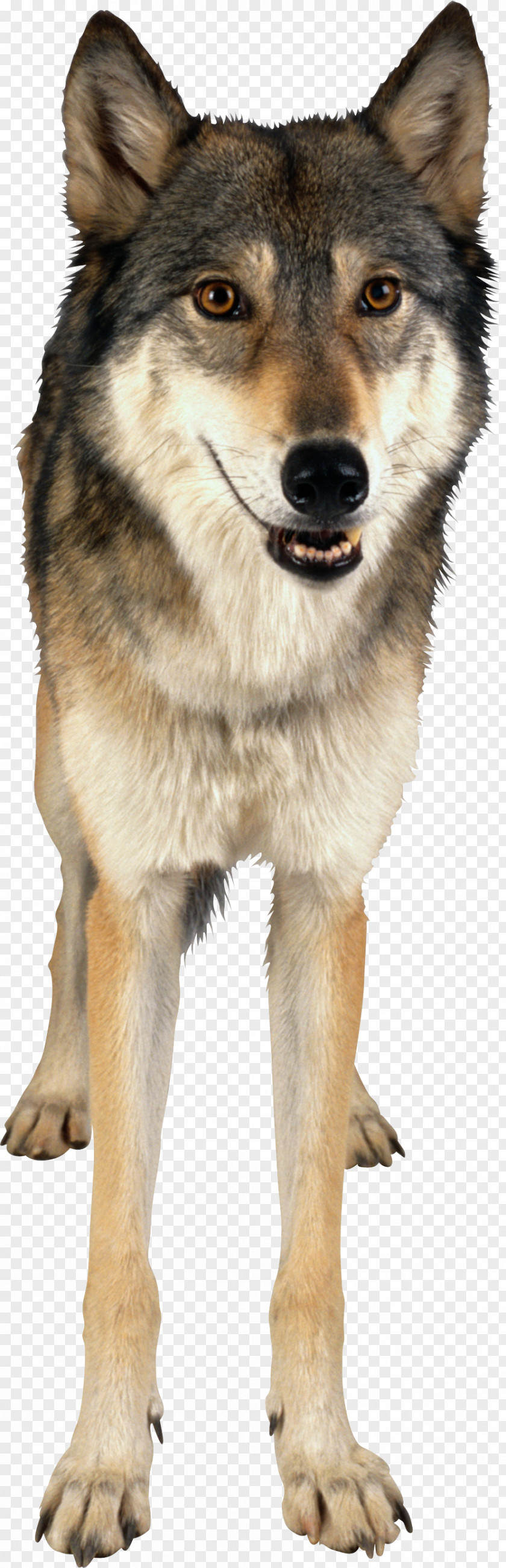 Wolf Image Czechoslovakian Wolfdog Saarloos Kunming Gray PNG