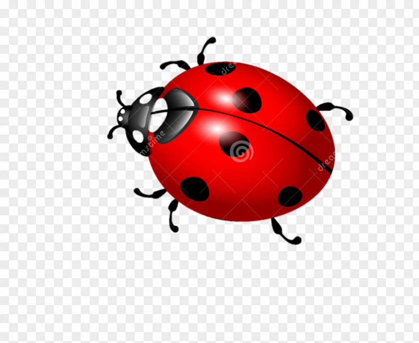 Beetle Ladybird PNG