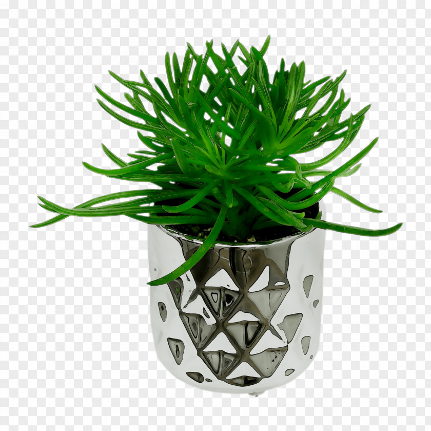 Spineless Yucca Plants Lilies Flowerpot Ornamental Plant PNG
