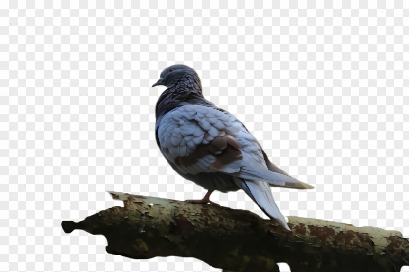Cuckoo Rock Dove Bird PNG