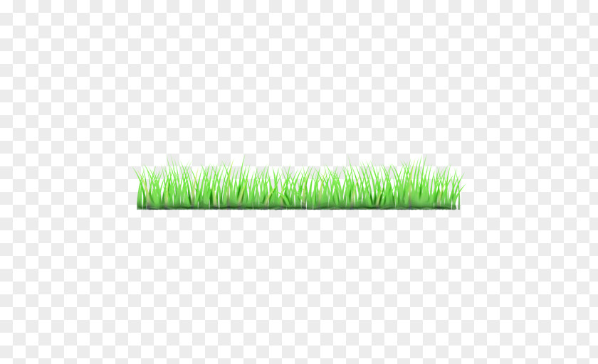 Lawn Plant Green Grass Family PNG