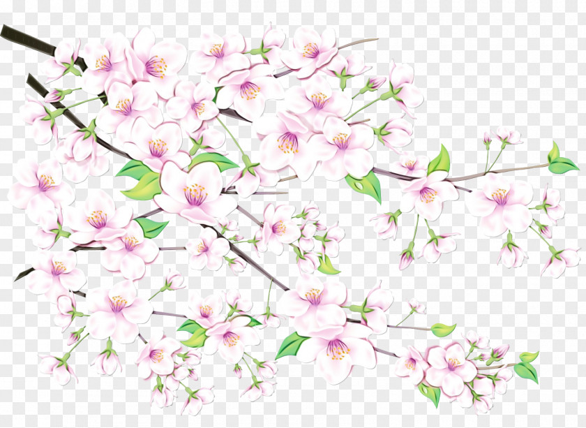 Dendrobium Pedicel Floral Spring Flowers PNG