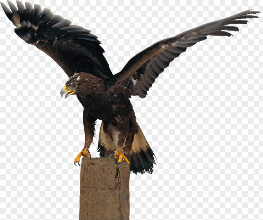Philadelphia Eagles Northern Goshawk Bird Of Prey Haast's Eagle Falconiformes PNG