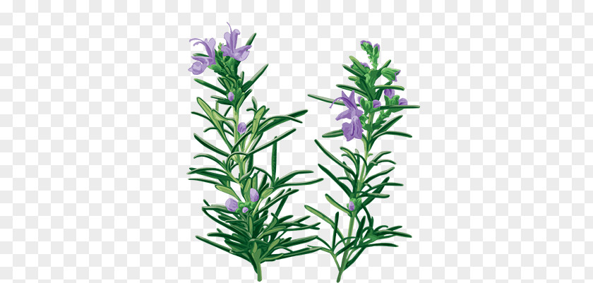 Rosemary Oil English Lavender Essential Herb PNG
