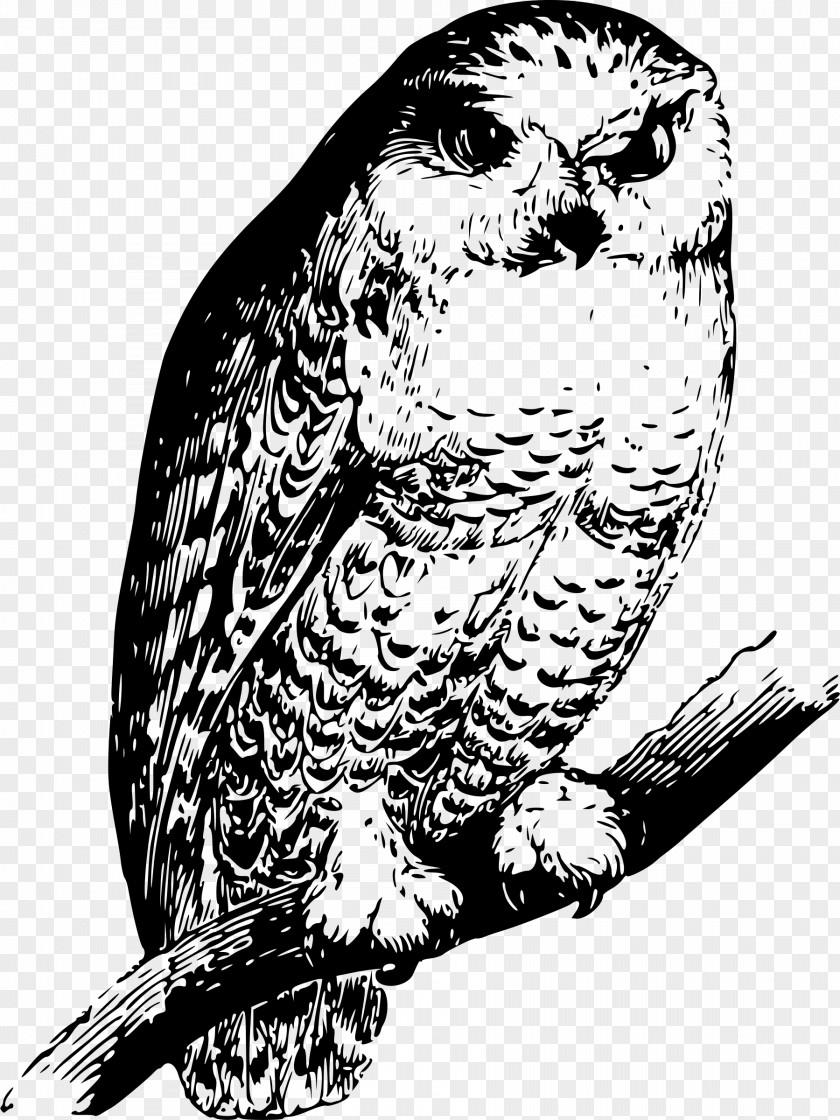 Size Owl Bird Beak Drawing Parrot PNG