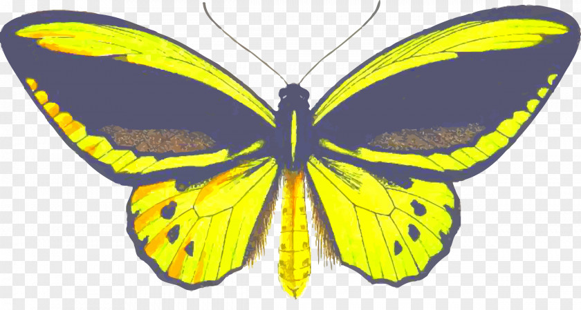 Butterfly Insect Birdwing Clip Art PNG