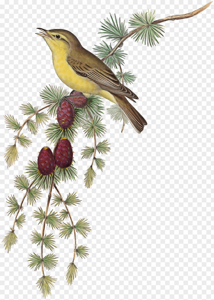 Coraciiformes Robin Bird PNG